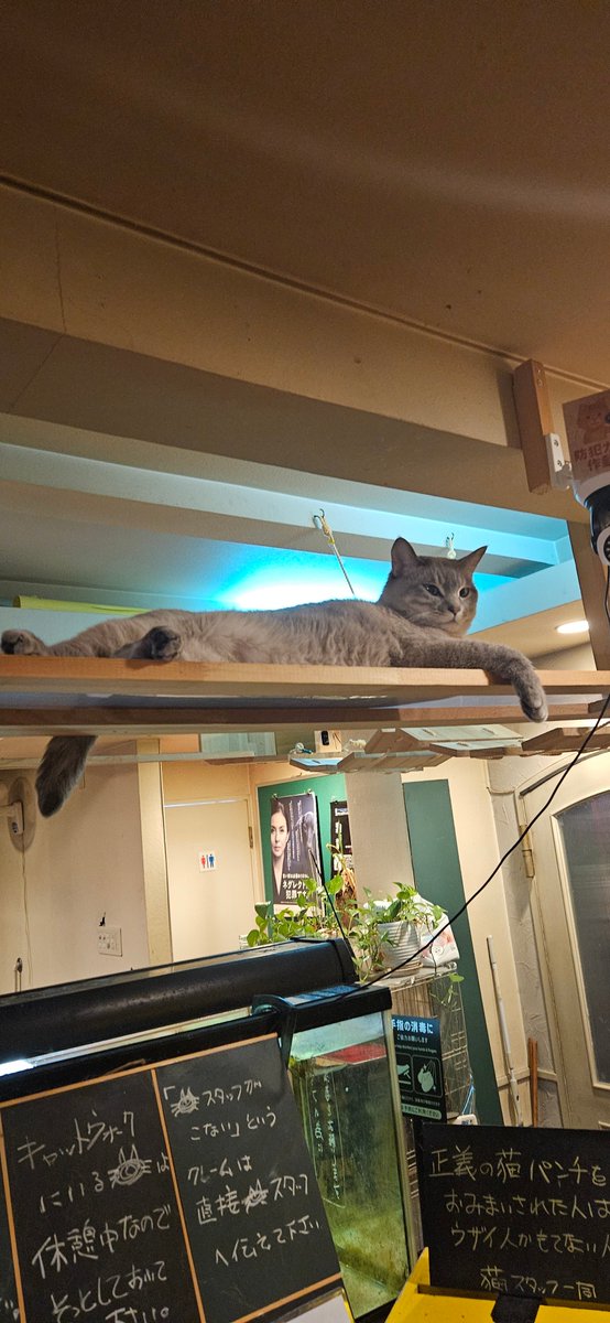 necorumi's tweet photo. 全然更新してなかった
忙しいけど猫は撮ってる https://t.co/DIgvyjQIAB