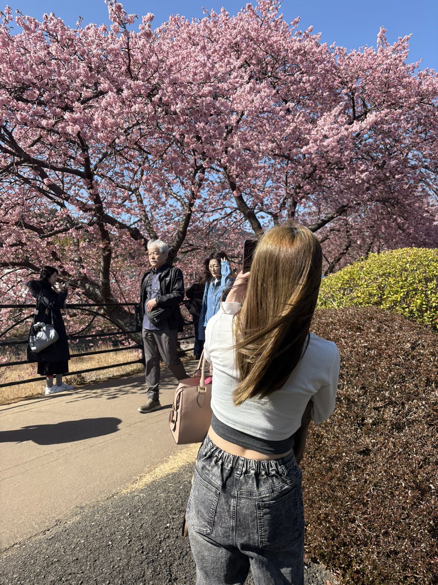 maxam_1112's tweet photo. 桜と愛車が撮れて大満足の1日でした🌸

 #河津桜
 #21crown https://t.co/0pQSwyk0oy