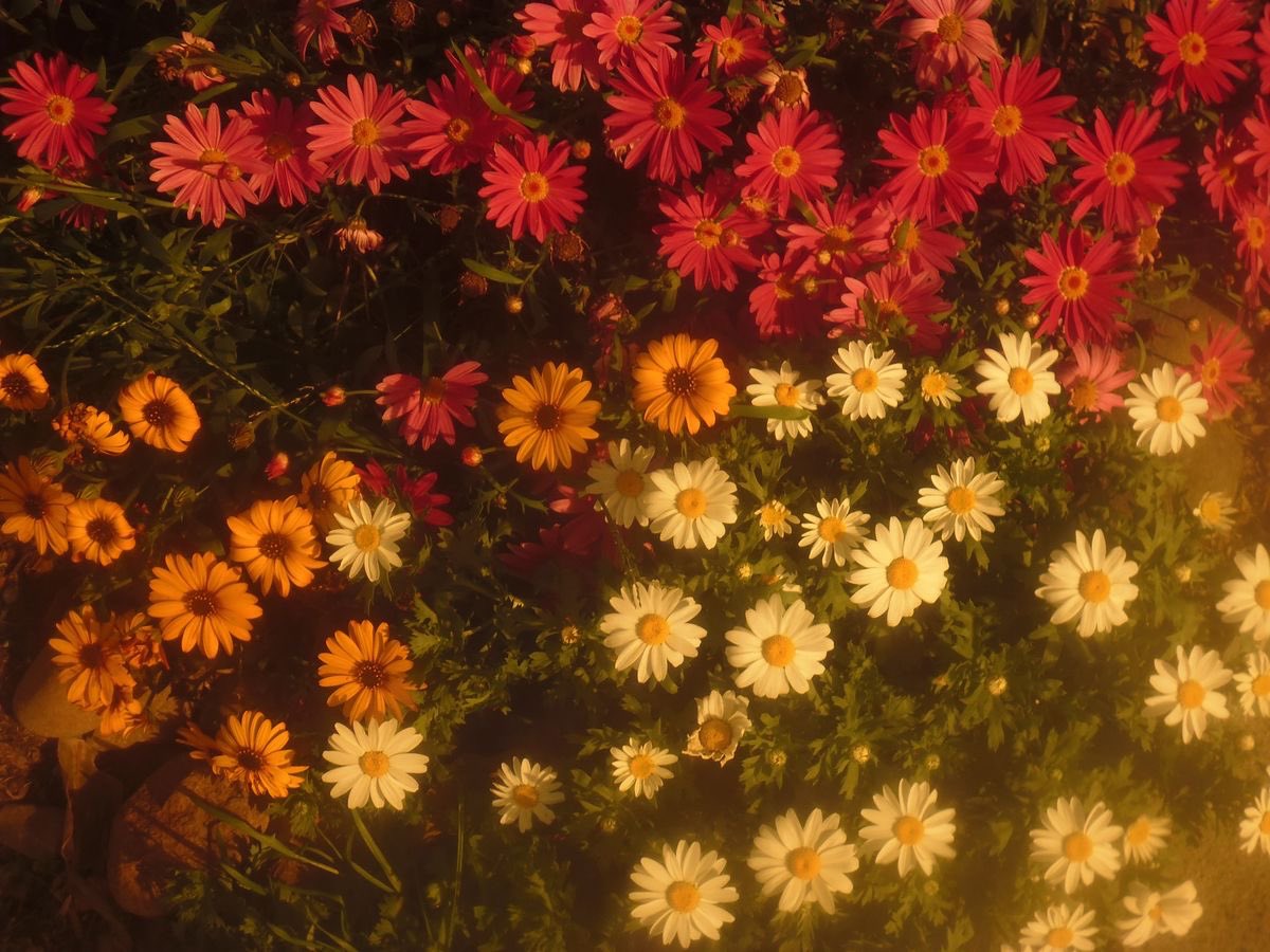 sera (@seraphicxc) on Twitter photo 