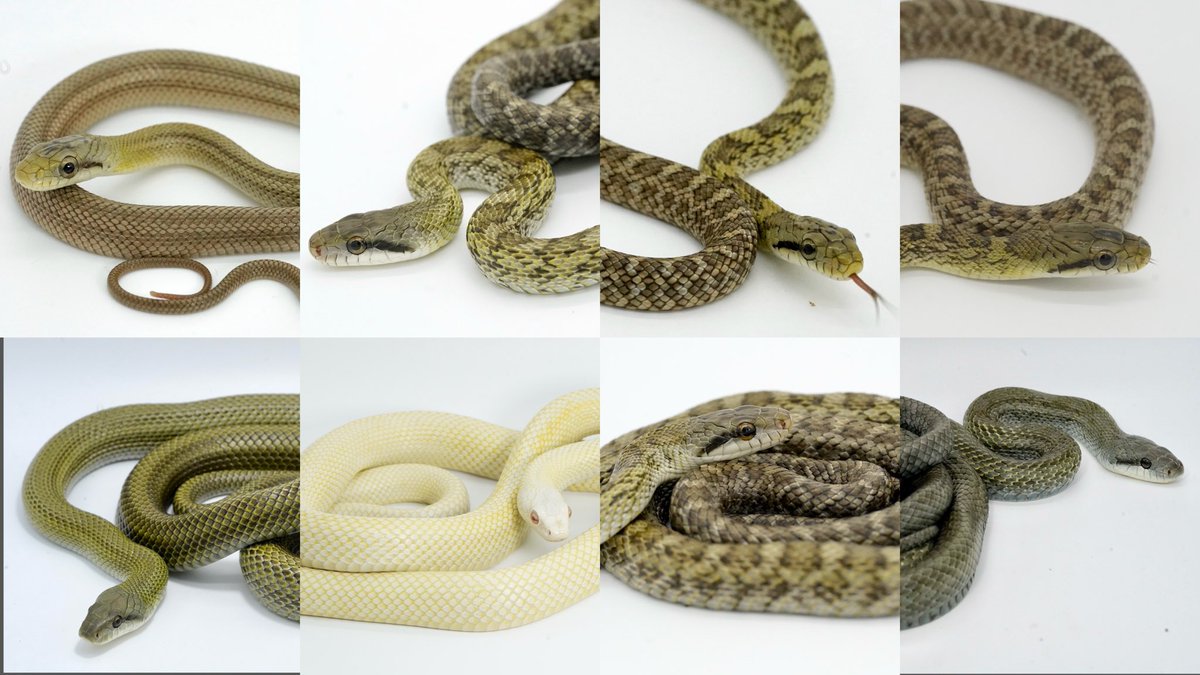 ジャパン・スネークセンター(JSC) (@Hebiken_JSC) / Highlights / X