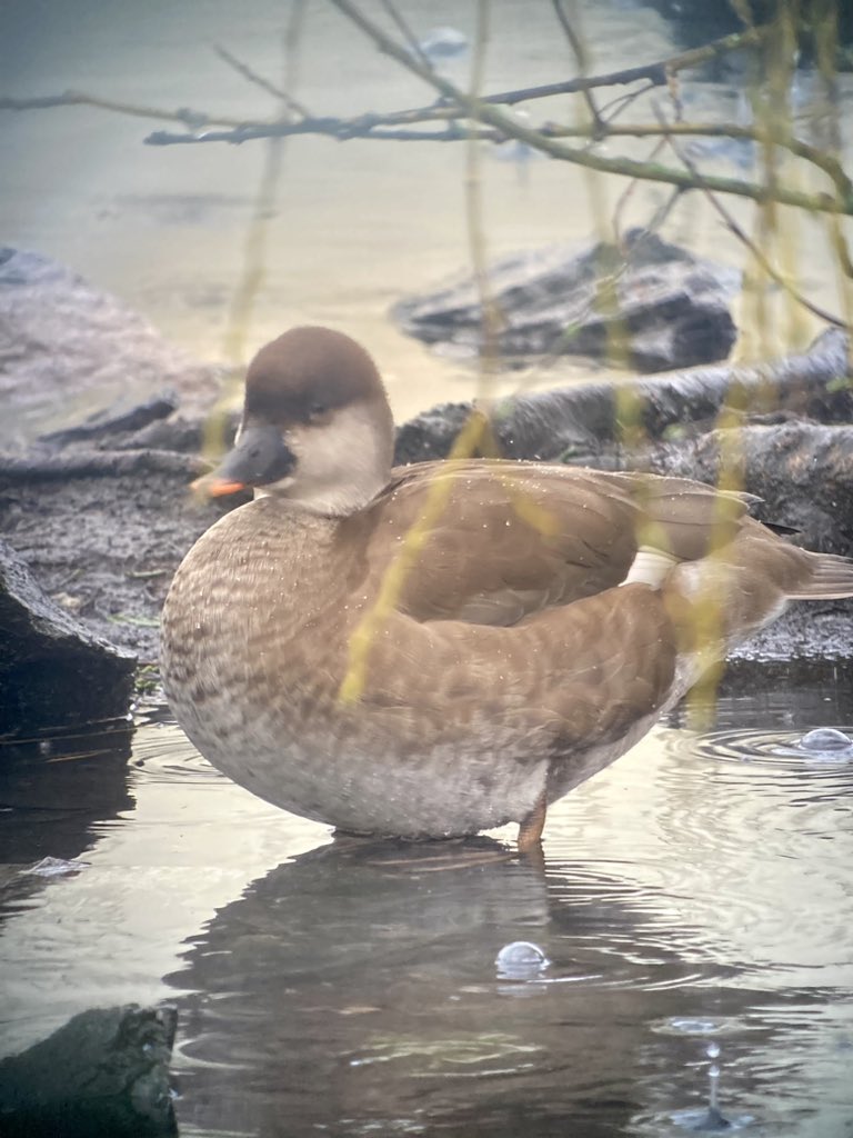 Mark Bailey tweet media