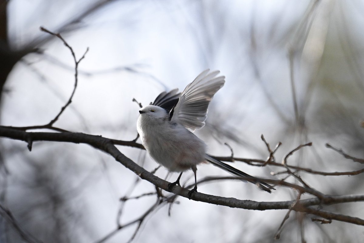 本日もフェーリエンドルフさんにて @FNakasatsunai 野鳥観察ツアーが行