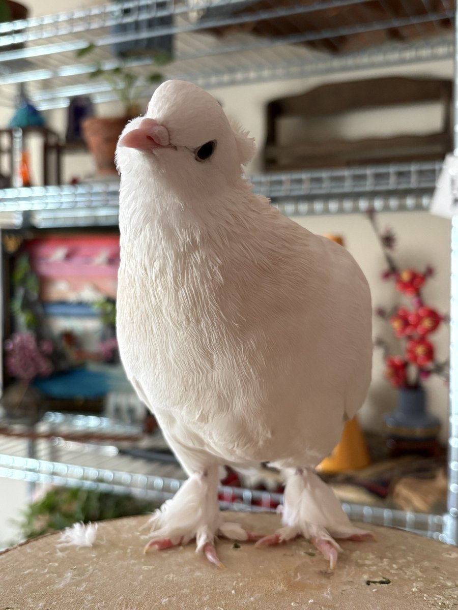 i want a wife for lulu so bad i think he’s lonely even though i give him a lot of attention