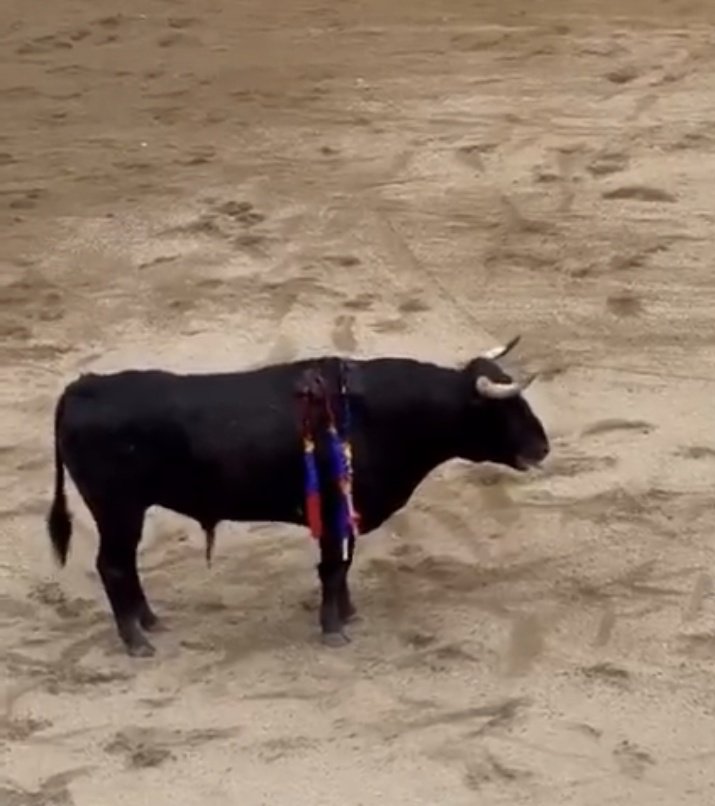 Olga Casado se ha propuesto no matar los toros. Unas veces porque le dan los tres avisos, otras por indultar babosas como hizo ayer en Ecuador.