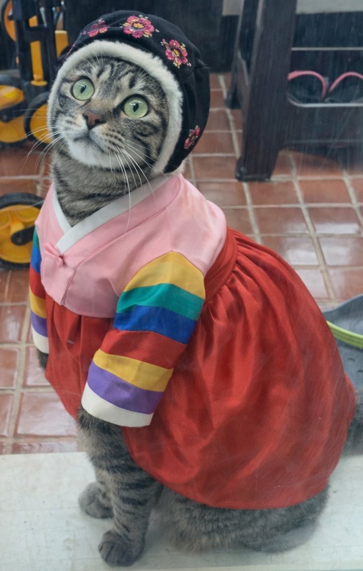 kugguk_cat's tweet photo. 꾹국: 새해 복 많이 받으세요~ https://t.co/4rKSwtZqmZ