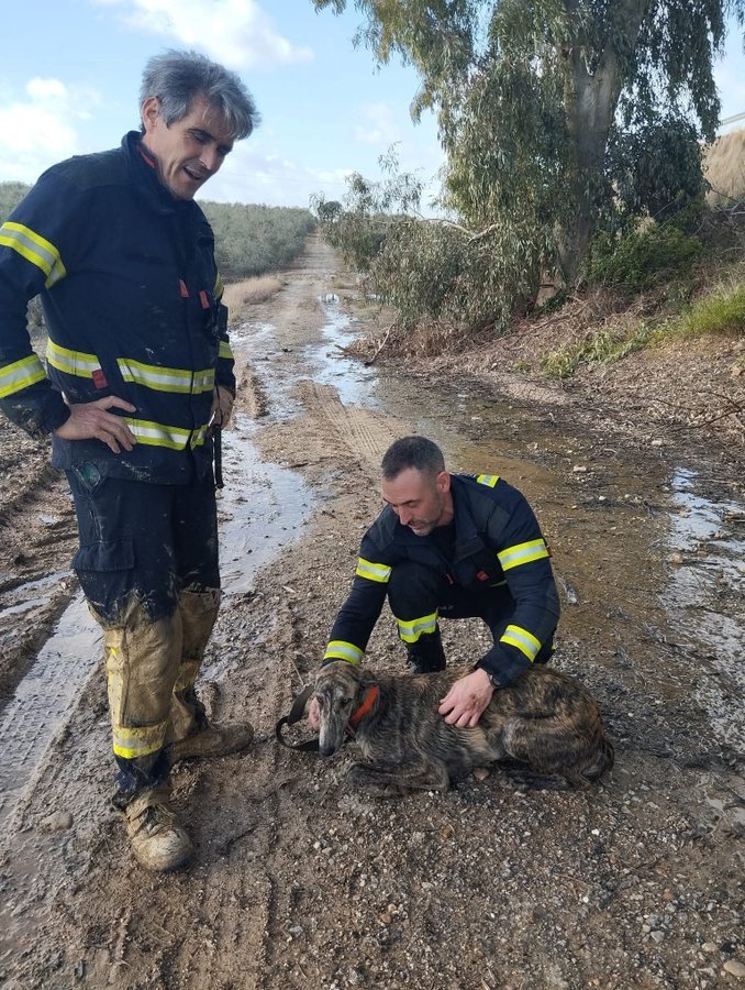 GALGUITO DESCARTADO POR CAZADORES Y ARROJADO EN UNA BALSA DE ALPECHIN
¡YA NO LES SERVÍA! 
Como si fuera un desecho lo lanzaron a una balsa para que se muriera, ahogado en líquidos contaminantes 
Rescatado por bomberos de la Carlota en Córdoba 
#VictimasDeLaCaza
#LaVerdadDeLaCaza