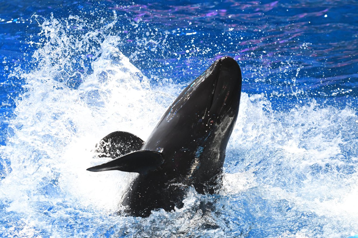 #世界クジラの日
海を支える仕組み「ホエールポンプ」のように、生態系で特大の影響力を持っている反面、飼育や追跡が難しく今なお謎が多い動物
研究が進むよう応援したい
#クジラ #オキゴンドウ #ティナ #アクアパーク品川 2025.10.02