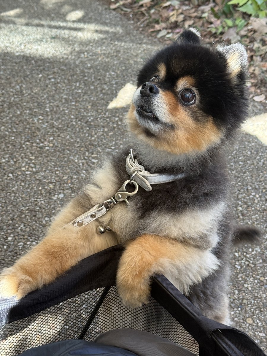 たろ吉(メスのポメ)の飼い主 (@kyabetubatake) / Posts / X