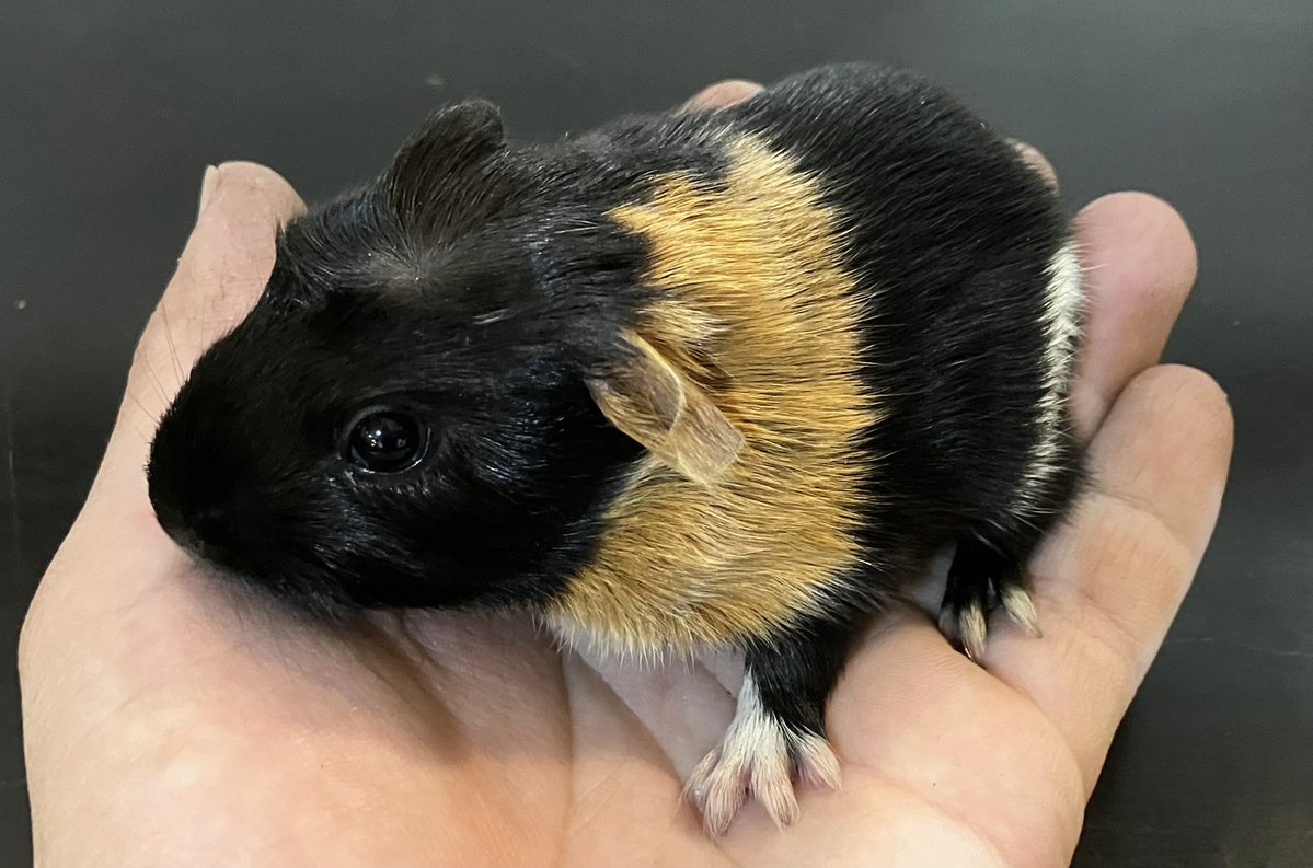 爬虫類喫茶Asche (@Asche2222) / Posts / X