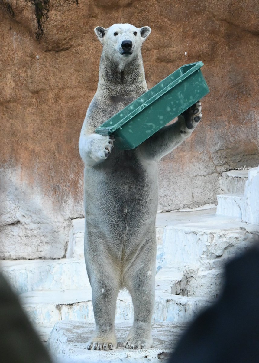 📷2026.2.15

＃天王寺動物園
＃ホッキョクグマ
＃ホウちゃん