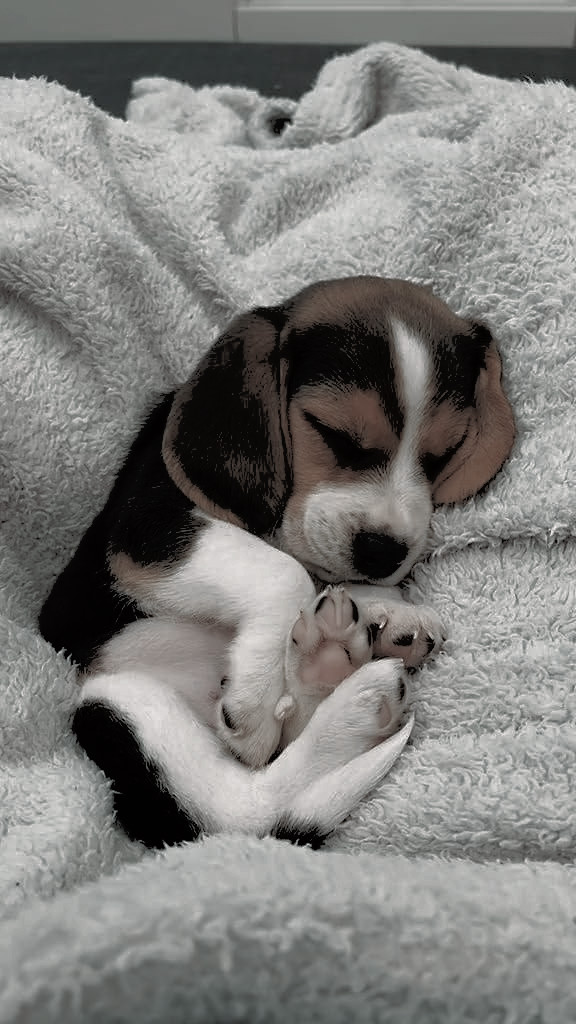weneverun's tweet photo. « que eres y lo mucho que te quiere el último regalo es este. 

Investigué cual era la raza más cercana a Snoopy y estuve leyendo que el creador se basó en su propio perro de la infancia que aunque no fue un Beagle, tenía parte de él y terminó estableciendo que esa sería » https://t.co/pEDicdiJOc