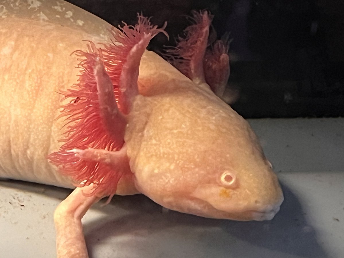 catemacoensis's tweet photo. ウーパールーパーの飼育環境を「pH8〜8.5」に設定すると「恐竜」の様な仕上がりになります💛

アルカリ信者の私は、経験上「pH8」以下の飼育環境はあまりおすすめしません…

(((( ꜆ -ࡇ-)꜆⚠️

#カリウム添加 
#ウーパールーパー https://t.co/exo3dI4nUd