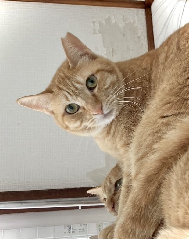 linopopoki's tweet photo. 今日ご紹介するのは2歳の女の子ココレットちゃん🐱✨
人見知りで触れ合いは難しいですが、猫ちゃんには優しいんです💕
とっても表情豊かなココレットちゃんに会いたい方はぜひご連絡を🍀
#猫好きさんと繋がりたい #保護猫と暮らす #猫がいる幸せ #保護猫譲渡会 #猫かわいいね #猫カフェ #MiaoLin https://t.co/XRahDafiDH