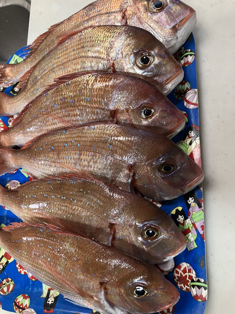 イカメタル、漁港3隻夜中中やっても10杯いかなかったみたい。自分ラスト30分で魚に切り替えたらチダイ連発。何とかお土産に。