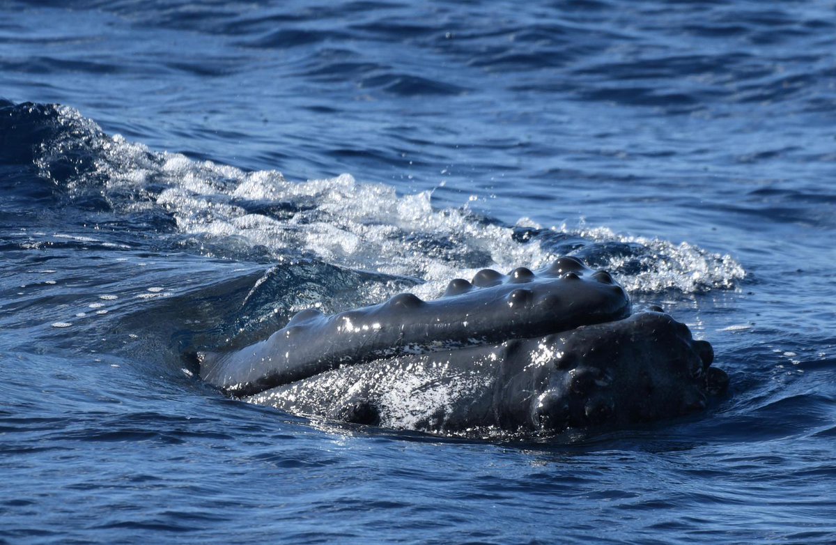 ukgovbluebelt's tweet photo. It's #WorldWhaleDay!

The waters around the Turks and Caicos Islands are important nurseries for humpback whales, where mothers come to raise their calves. 

Whilst we were conducting research during the #BeyondTheReef26 leg in TCI, a curious mother and calf came to check us out! https://t.co/XJ1GeW6yOz