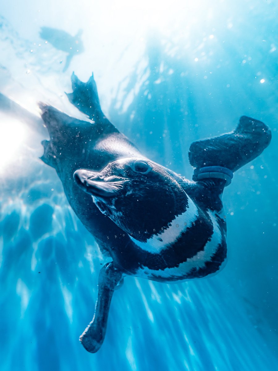 ruru79's tweet photo. 水は、まるで風。

🏷️#水族ら部 #水族館好きと繋がりたい https://t.co/PVgqD5LFXD