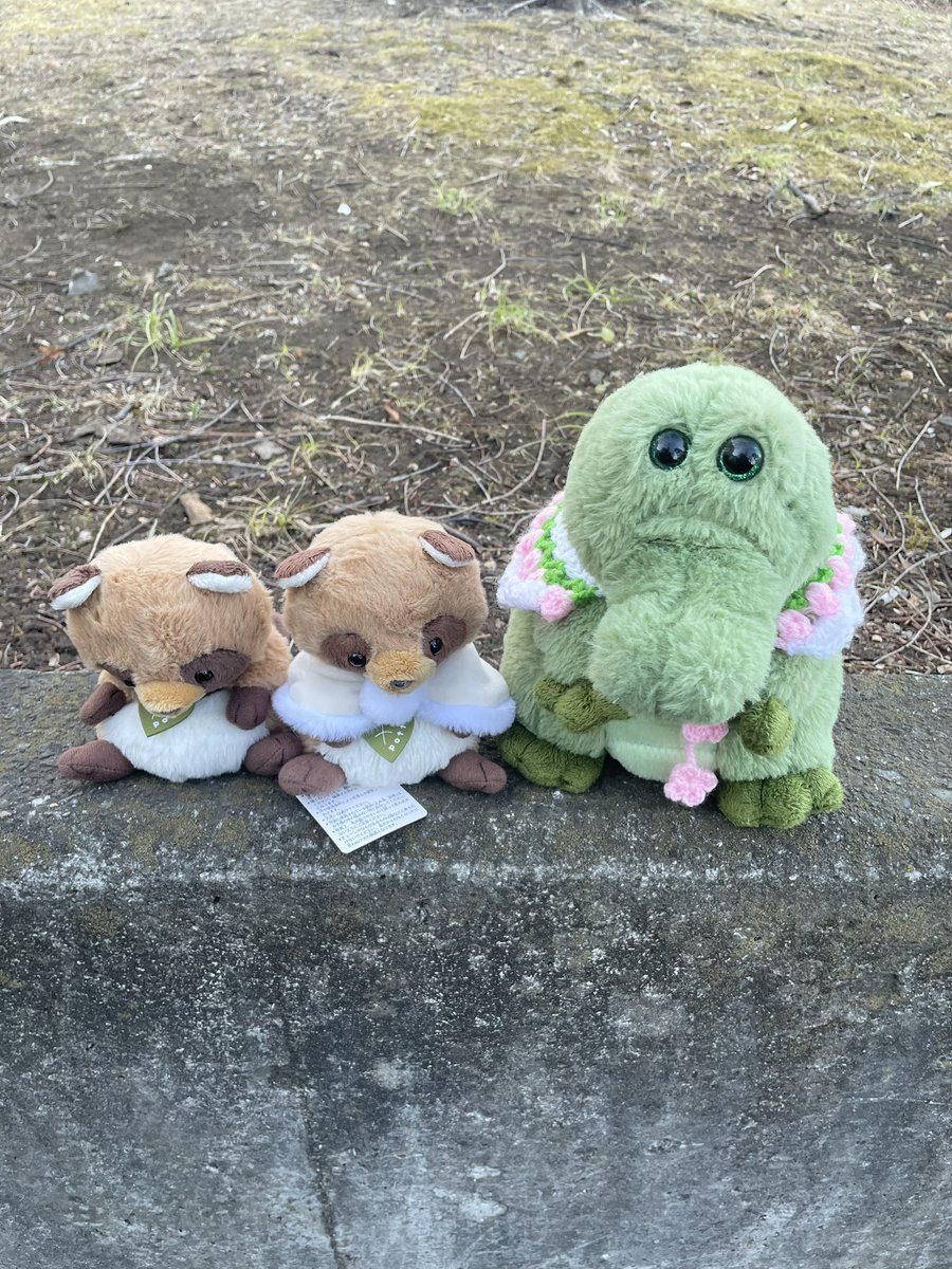 無事におうちへ連れて帰ってきました。
ほんとすごくすごく悩みに悩みどうしよう…と思ってましたが、いろんな方のコメントみて背中を押してもらい連れて帰ることにしました⟡.·
前のたぬきさんよりも落ち込み具合がすごいな…という印象ですが、これからまた楽しい日々を送れるようにしたいです✨