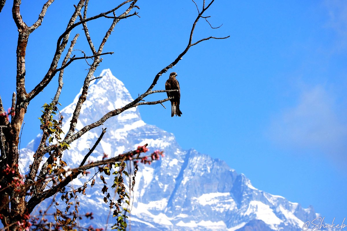 Shakeb Nabi tweet media