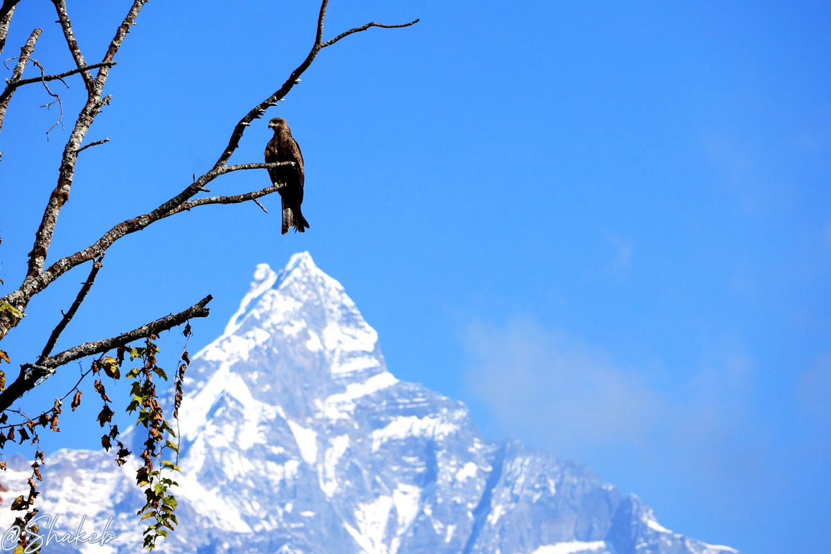 Shakeb Nabi tweet media