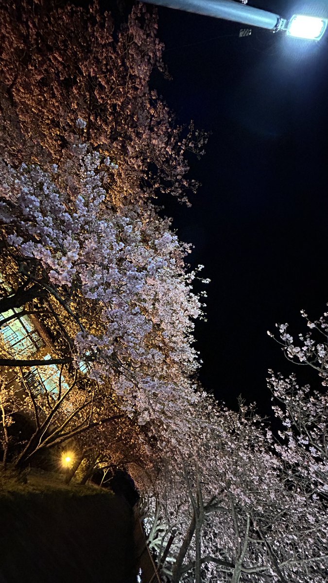 夜桜で
春にときめく
河津かな