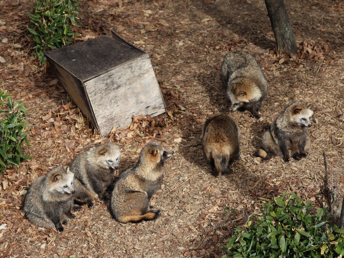 タヌキ会議🍂🍂🍂

＃東山動植物園　＃ホンドタヌキ