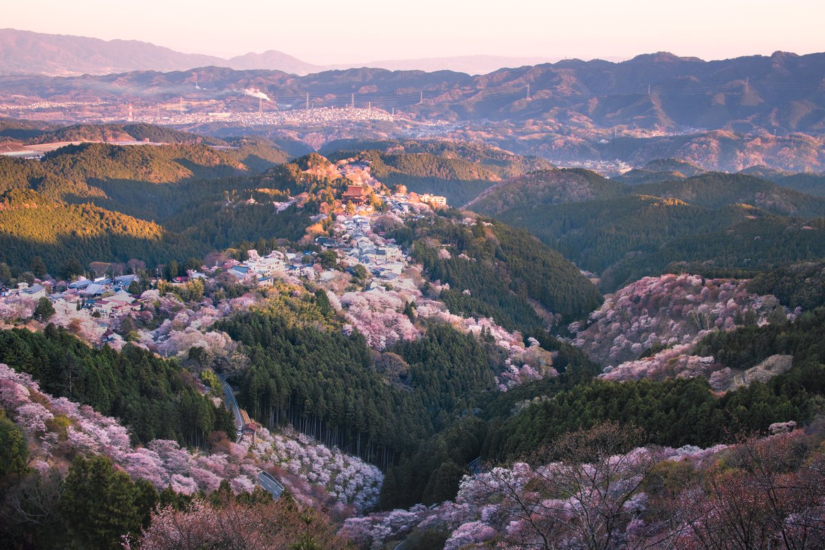 Ryogo_Urata's tweet photo. 奈良の桜は京都にも負けていない。 https://t.co/d0149JGJCK