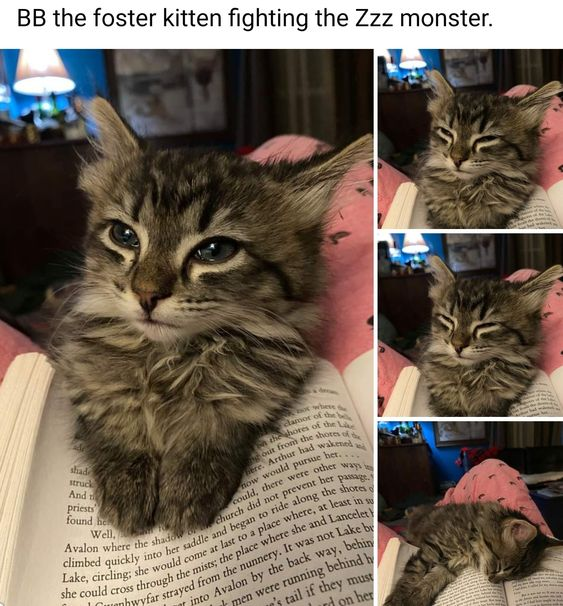 WholesomeMemes tweet media