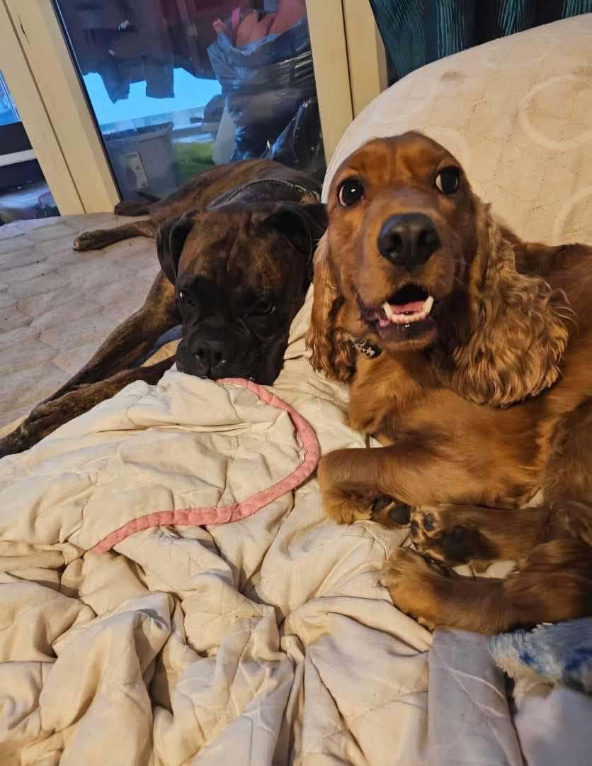 Ludzieeee! Zwierzoluby! Mam takie ogłoszenie. Dwa piesy potrzebują nowego domu. Info od ciotki z Waw. Cytuję ciocię: "Bokserka to Ivi i ma prawie 5 lat  a spanielka to Aura, ma 3 lata. Obie wysterilizowane  zaszczepione i dobrze ułożone."