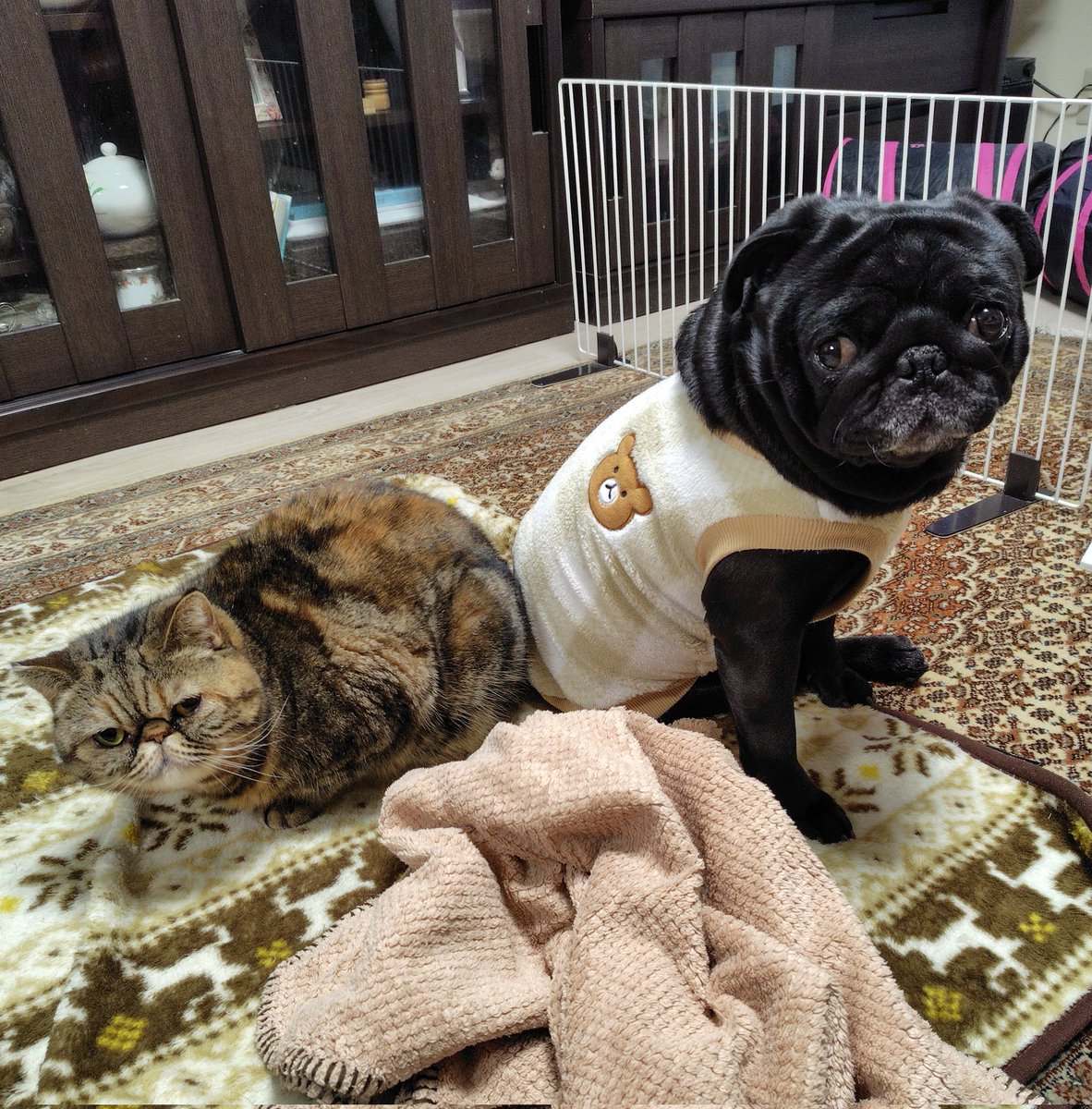 お尻くっつけて仲良しなアンコとマグたんです😽💖🐶
#エキゾチックショートヘア
#パグ　#猫と犬のいる暮らし