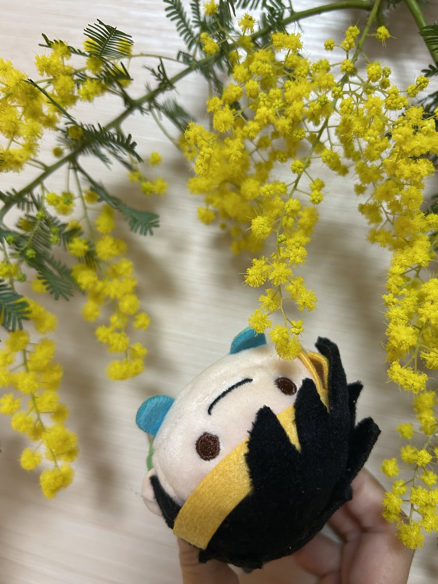 RT @mirai5880456DQ: ミモザ手に入ったからドライフラワーにする