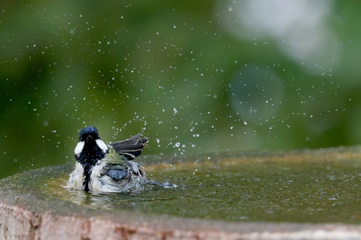 hama_yuu2003's tweet image. ひと息ついたシジュウカラ

#野鳥写真
#photolab8

NIKON Z 8
NIKKOR Z 600mm f/6.3 VR S
600mm | f/6.3 | 1/4000 | ISO 16000