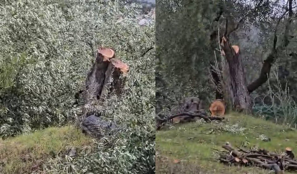 Chp'li Milas ilçe başkanı Ahmet Kılbey, kendi arazisindeki 100 yıllık 27 tane zeytin ağacını kesiyor 
Valilik zeytin ağaçlarını kestiği icin ilçe başkanına 49 bin 15 lira ceza kesiyor.

Özgür Özel'de bugün Milas'ta; "Zeytin ağaçlarıma dokunma mitingi" yapacak.

Şaka gibi😀