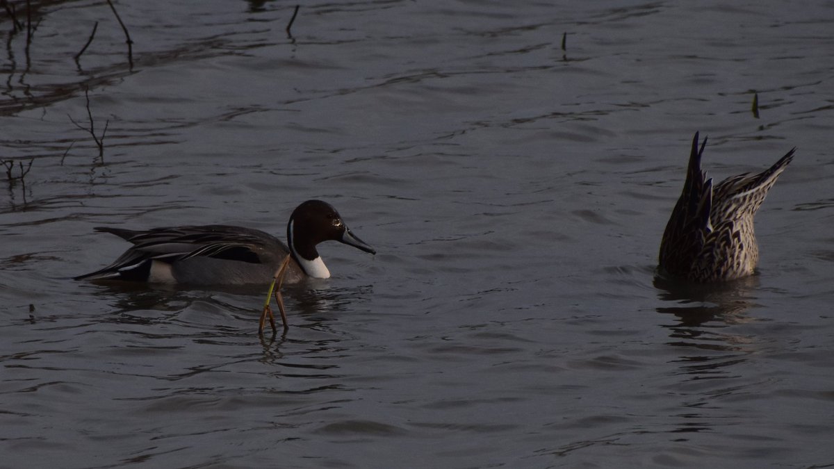 Rob Pike tweet media