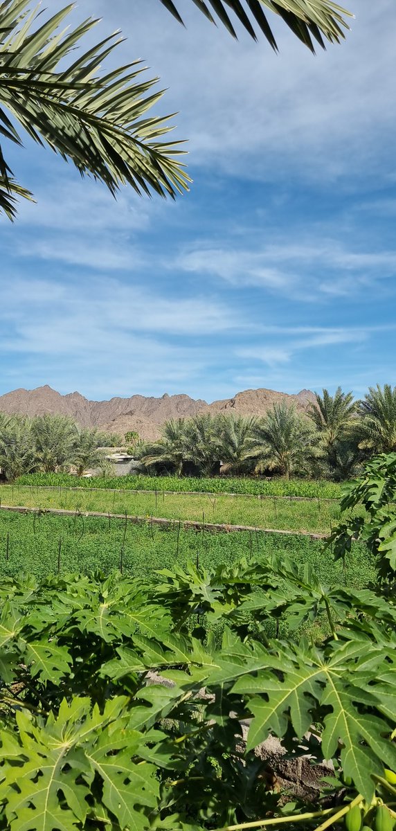 H U M A I D tweet media