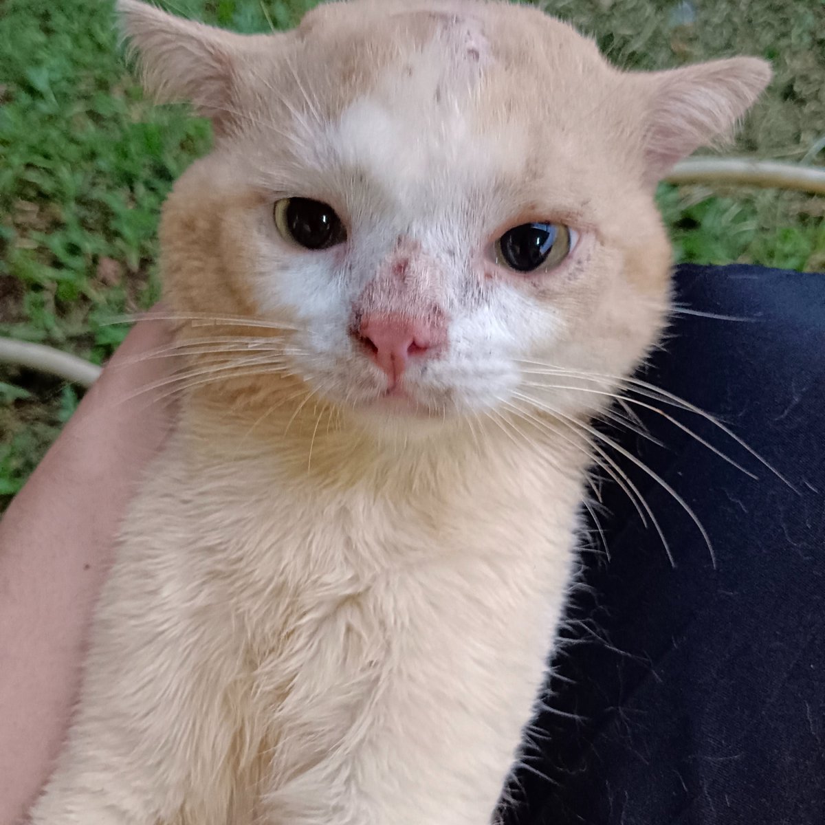 __chimichi's tweet photo. pepeng bison mirip musang, slamat malam mama terasayang @amndzahra kukukukukukuk weng goweng goweng https://t.co/eCScyitTFN