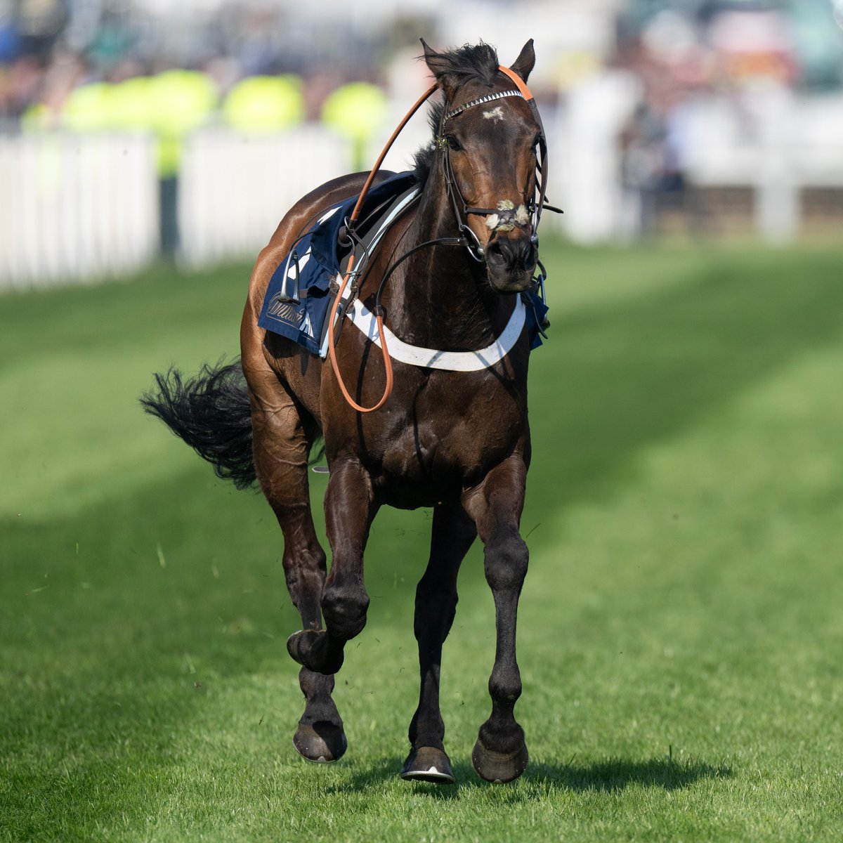 Racing Post tweet media