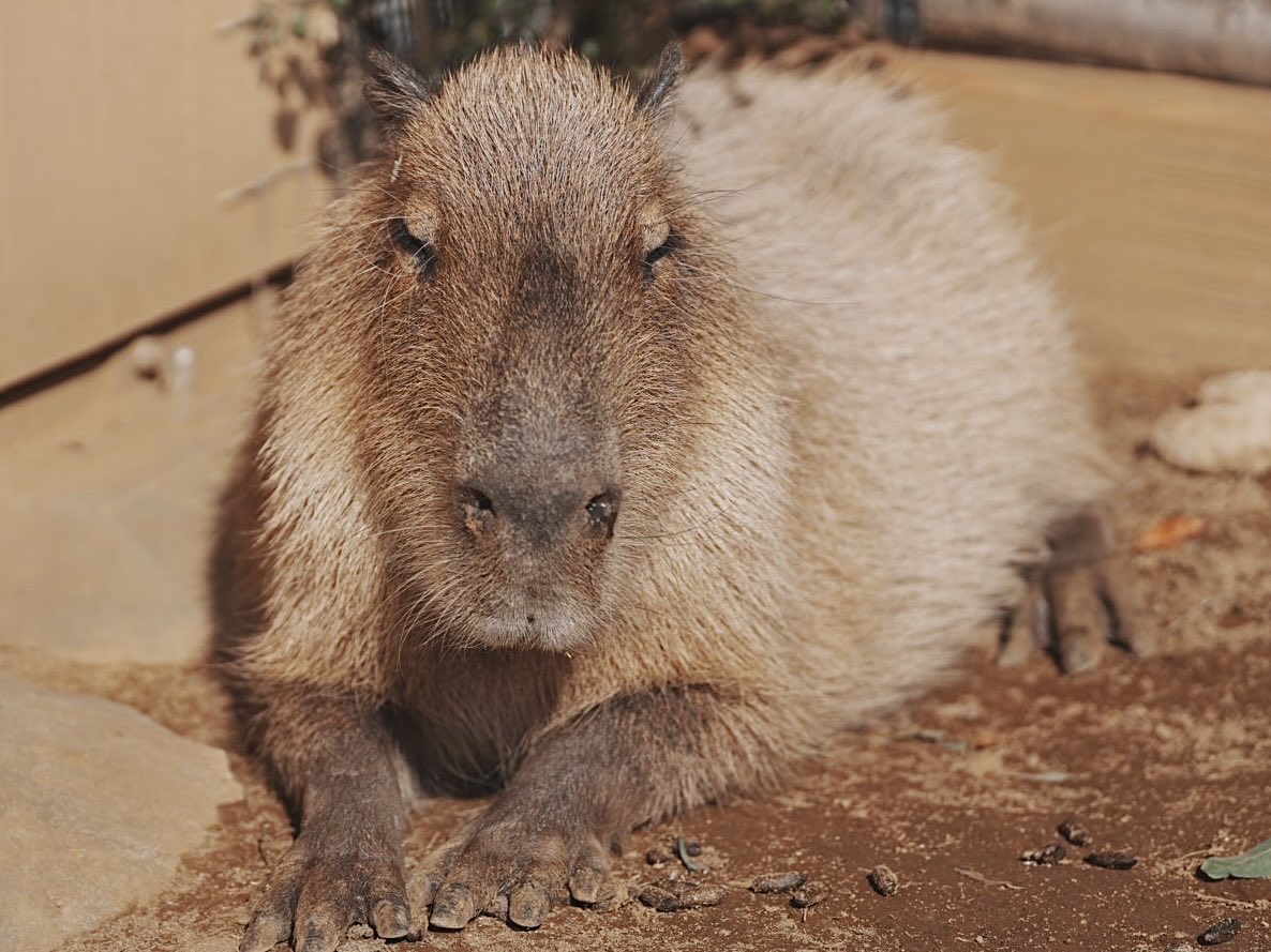今日は本当に天気が良かった☀️ #八景島シーパラダイス #カピバラ