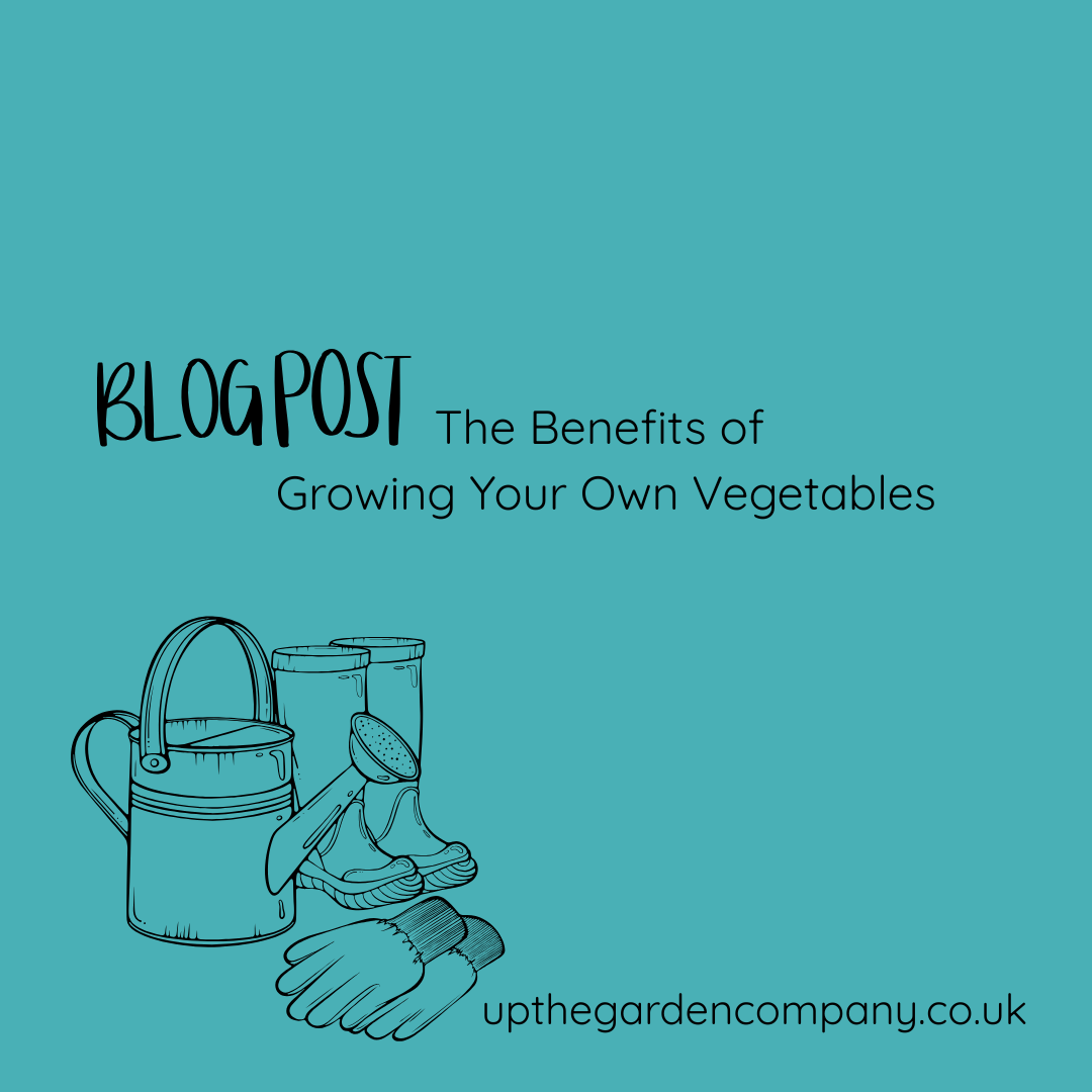 UpTheGardenCo's tweet image. Growing your own vegetables isn’t about perfection — it’s about pleasure, patience &amp;amp; reconnecting with the rhythms of the seasons.

👉 upthegardencompany.co.uk/the-benefits-o…

#LiveWell #GrowYourOwn #KitchenGarden #SimpleLivingUK #SeasonalLiving #ThoughtfulLiving #GardenLife