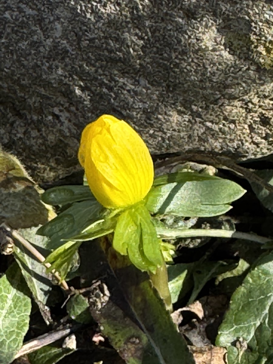 funnyson30's tweet photo. Winterlinge (Eranthis hyemalis) zum Sonntag #Februar #Flora #Winterlinge #Eranthishyemalis https://t.co/l2MKNDYNuP