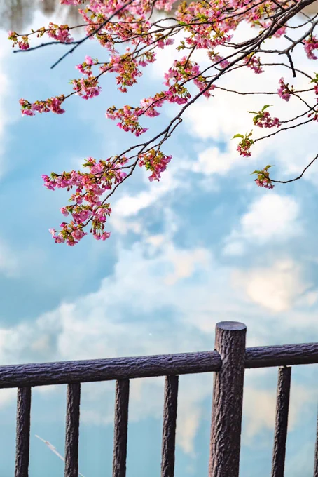 空を映した池と河津桜。