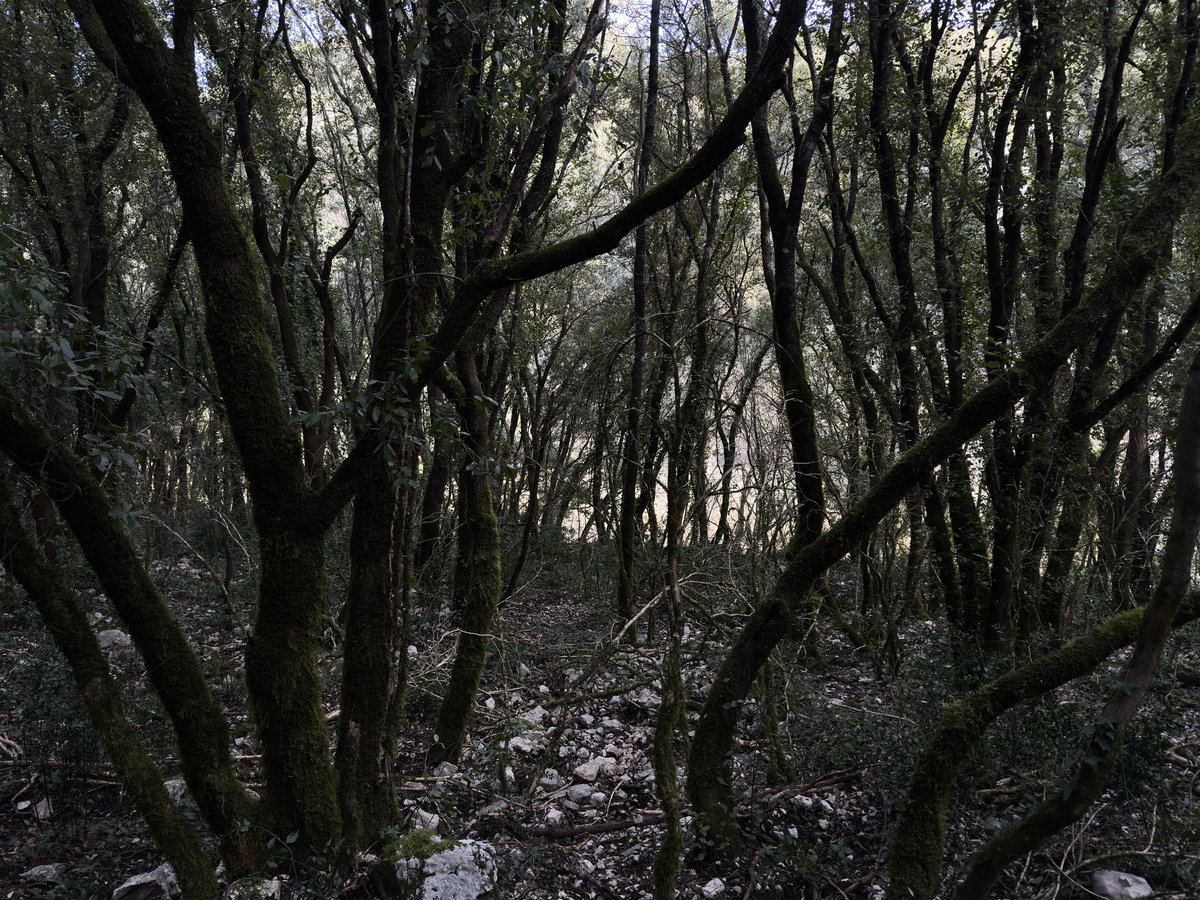 🌲🏴 (@sketam1ned) on Twitter photo 