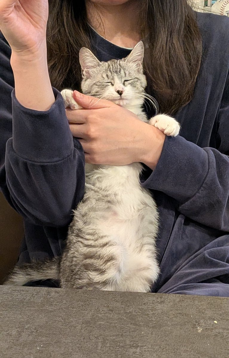 ケーキ狙って咎められた子猫、情けなくてかわいい