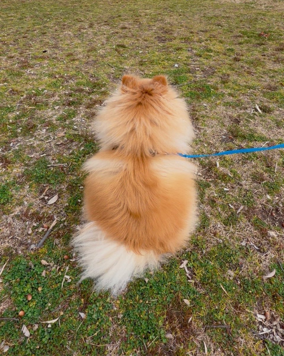 ポメラニアンこまめ (@gfPaOgtThRvy6QP) / Posts / X