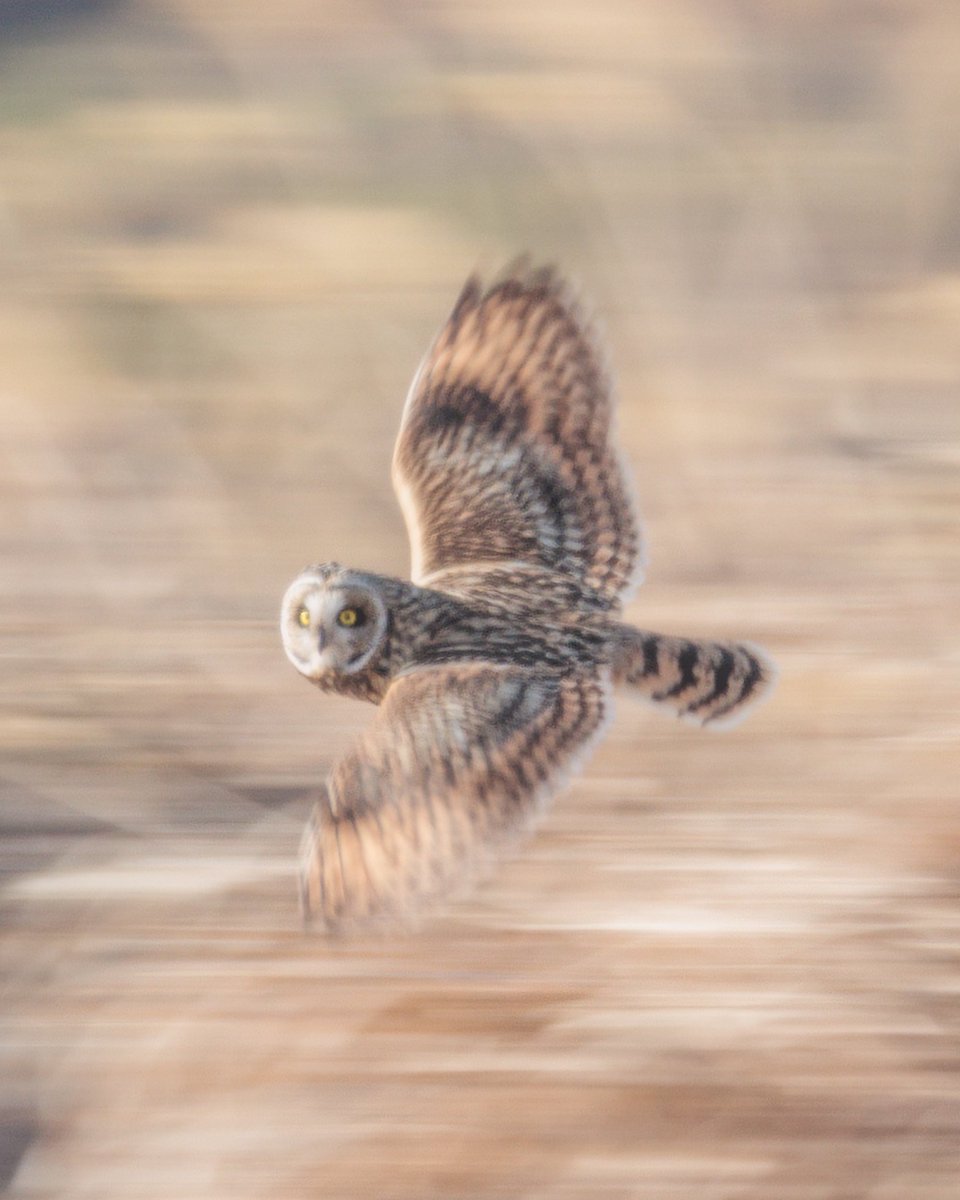 ta8092's tweet photo. コミミズク
Short-eared owl

コミミ　チャレンジ https://t.co/qICPmX0xCa