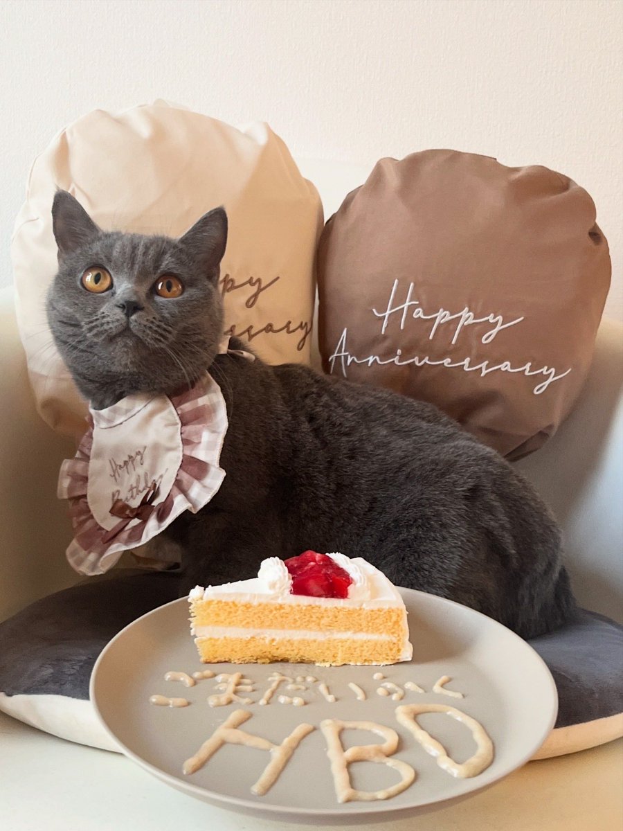 ㊗️1歳
猫用ケーキとちゅ〜るでお祝い