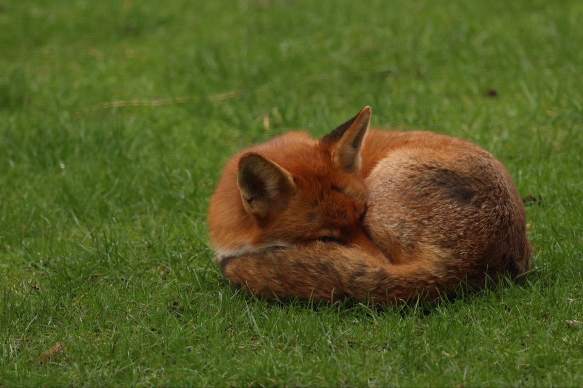 David Hateley tweet media