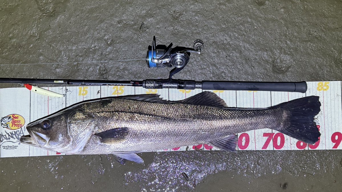 o_seabass tweet media