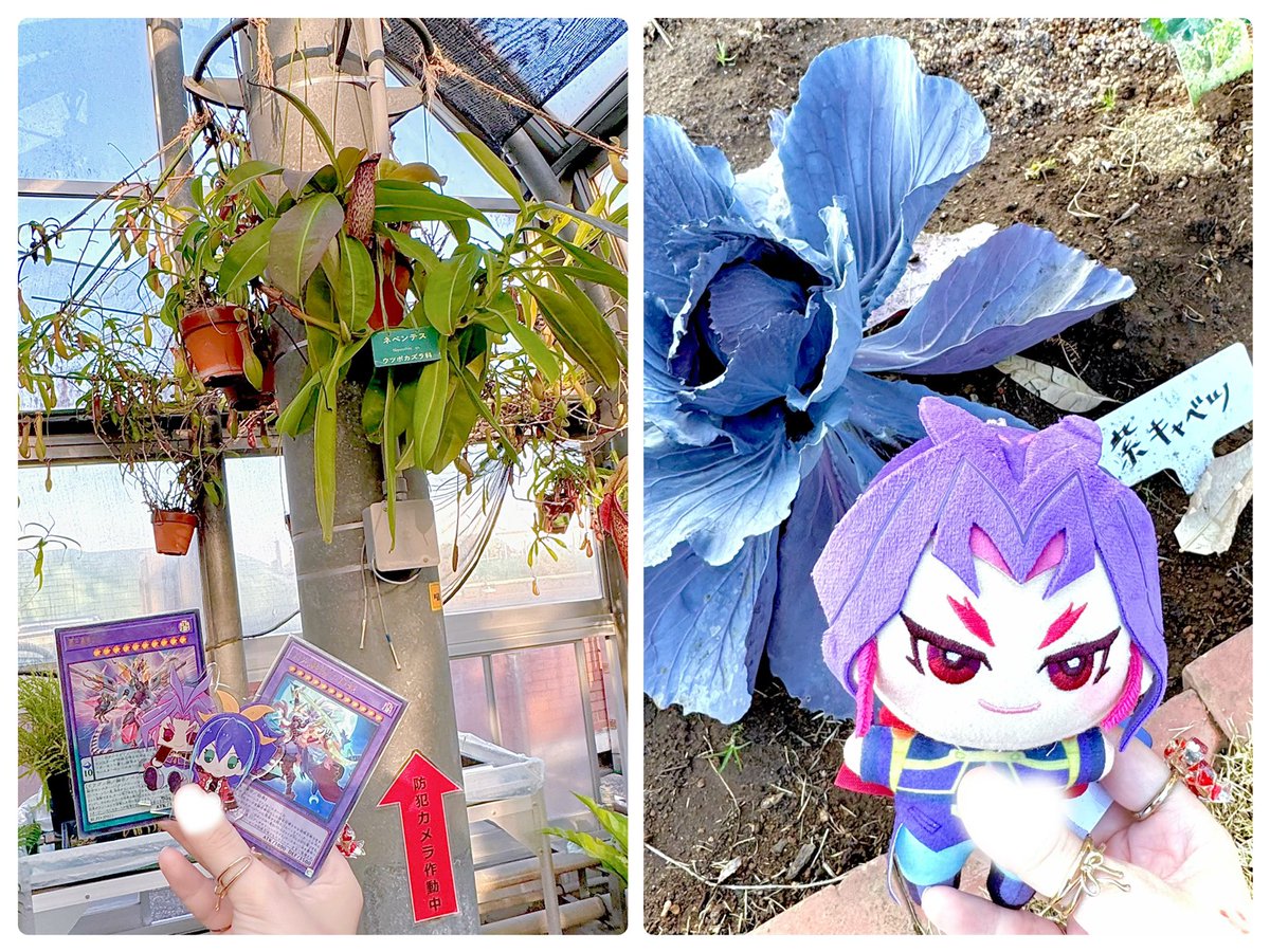 きょは！ことちゃんに植物園散策付き合ってもろた〜😭🙏🌿 現実に聖地があるの有り難すぎる……モチーフ元の食虫植物見るの楽しかった‼️ 夜はミルサブも観れて最高〜✌️楽しかった‼️