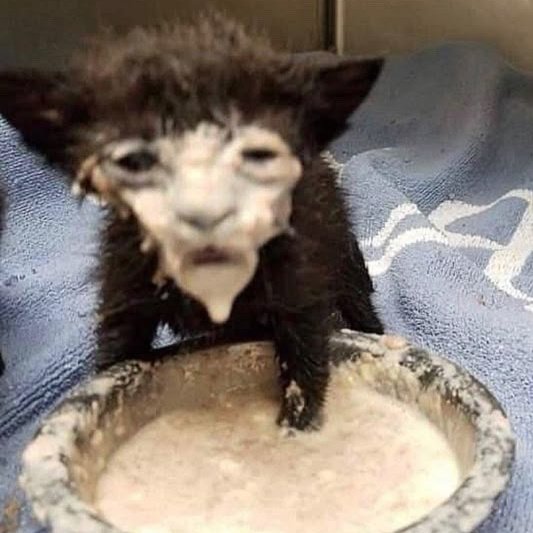 eomcoertis's tweet image. CRYING