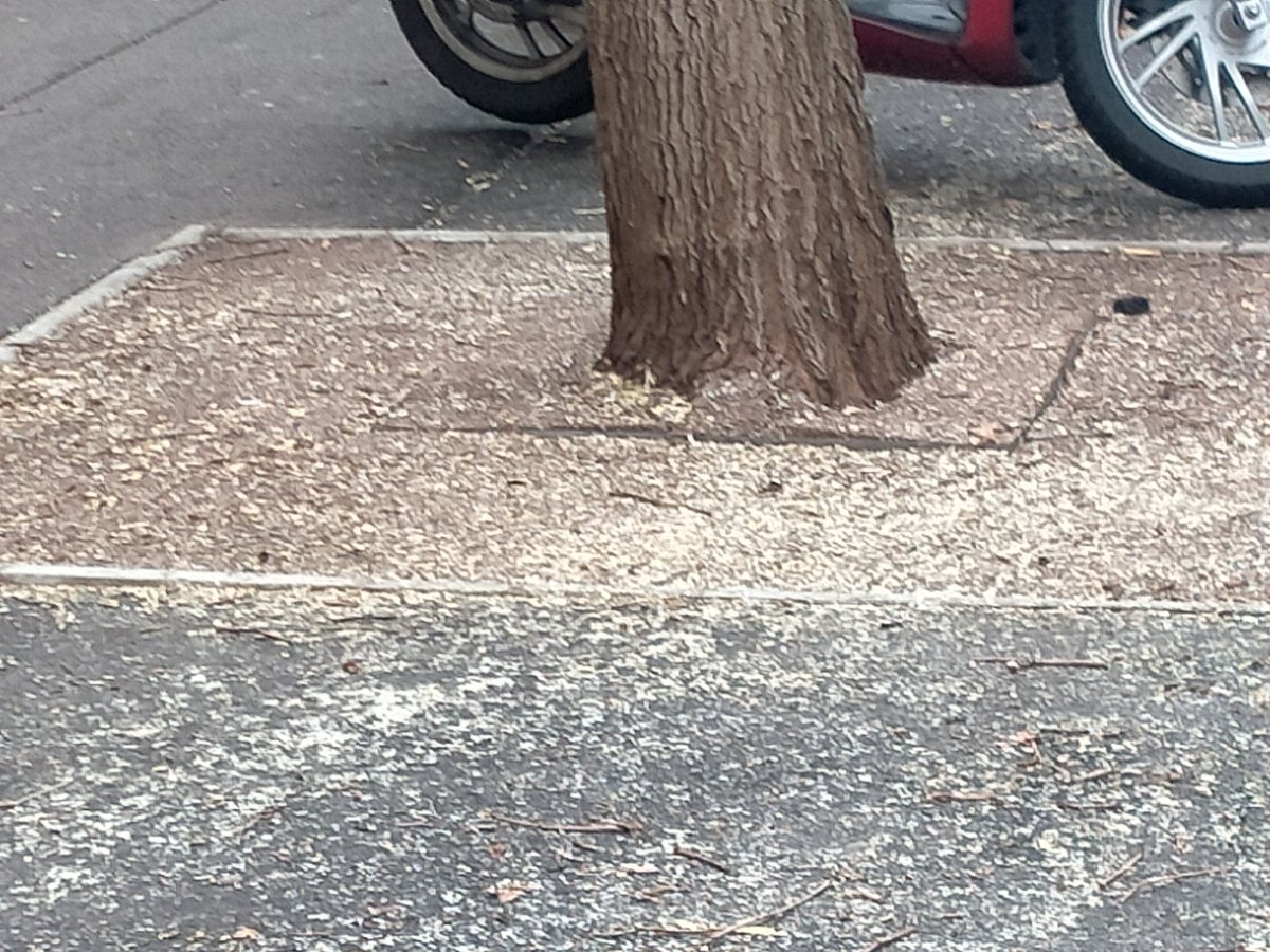 SabinaCusin's tweet image. Le "Grandi Opere" coi fondi #PNRR:
tappati con una mescola sintetica i riquadri di terra intorno a tutti gli alberi di tutta la Città.
Adesso, quando piove, le strade si ALLAGANO e rendono pericolosa la guida.
#Trieste #LaPeggioreDestraDiSempre
